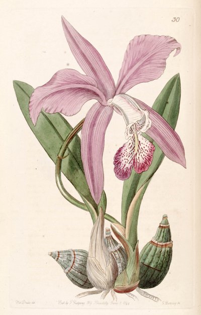 Laelia speciosa von Miss Drake